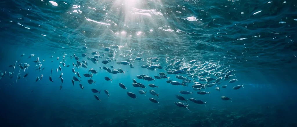 save the ocean not to die for